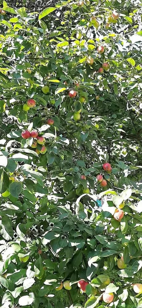 Apples - Image 1