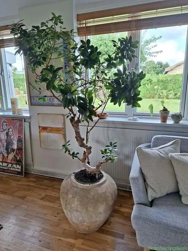 Rigtig flot bonsai træ