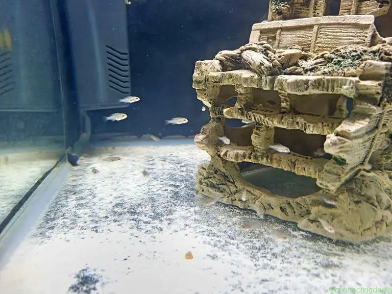 Malawi Cichlids fry