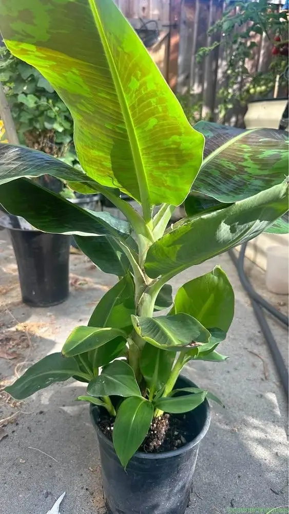 Thai Dwarf Nam Wa Banana Plant - Image 1