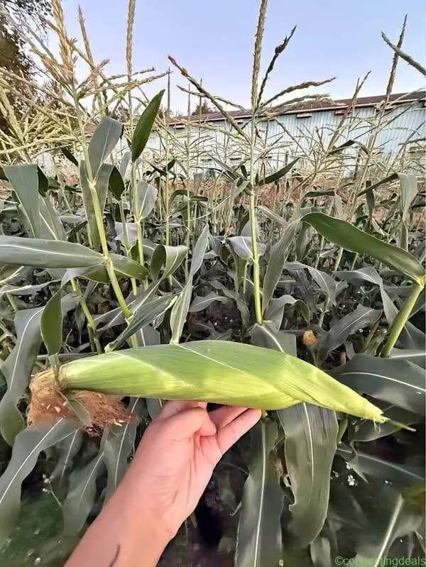 Sweet Corn - Image 1