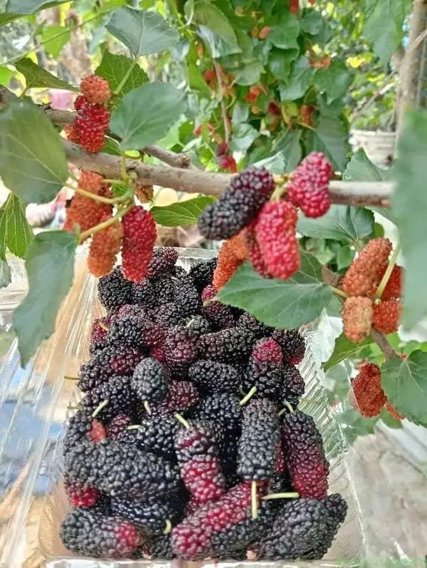 Hybrid mulberry - Image 1