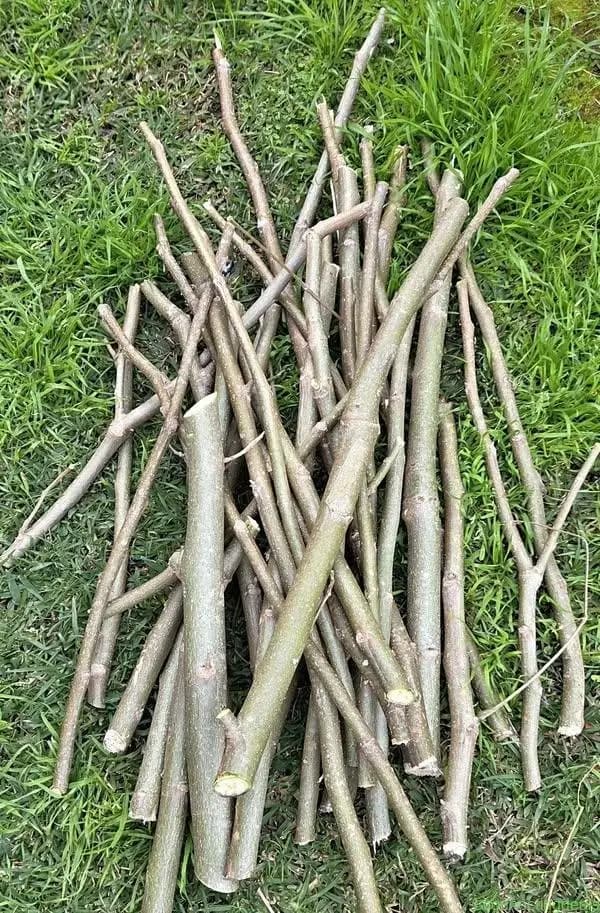 Moringa Cuttings - Image 1