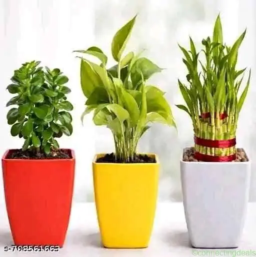 Catalog Name: *Indoor Live Plants* - Image 1