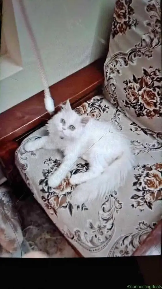 Persiqn cat - Image 1