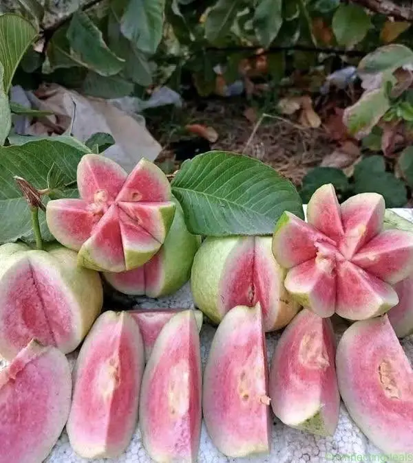 Japanese Red Diamond Guava Plants - Image 1