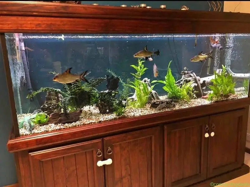 6x2x2ft fish tank. - Image 1
