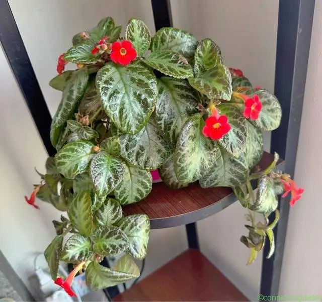 Episcia Faded Jade
