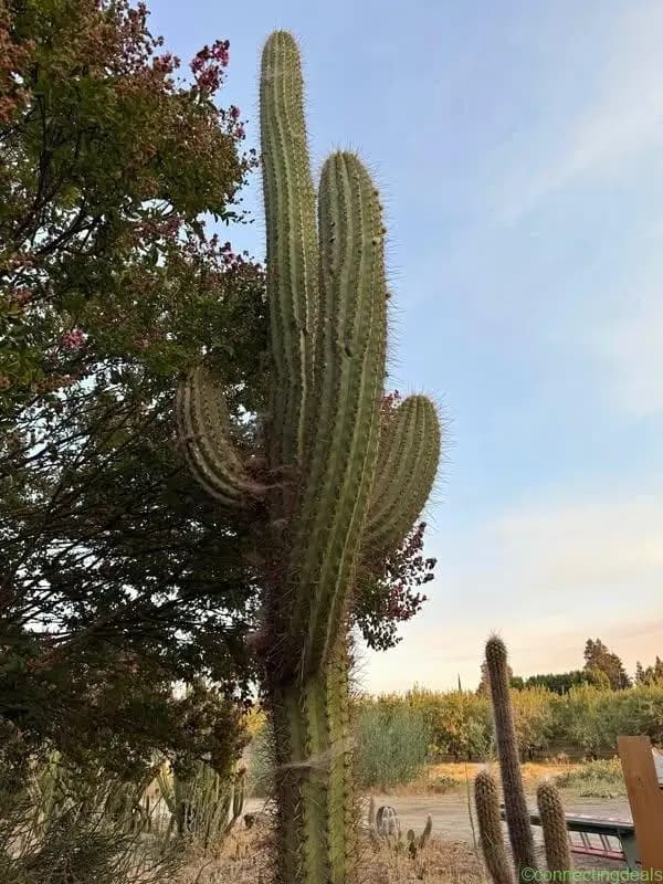 100+ Yr old Saguaro Cactus for sale