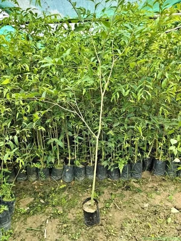 Agarwood