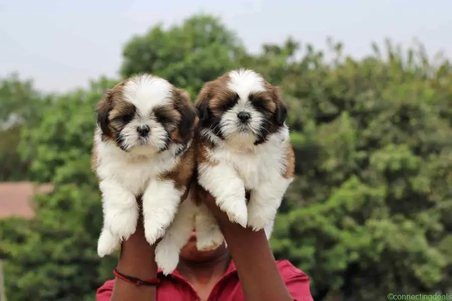 Shih-tzu Toys for playing