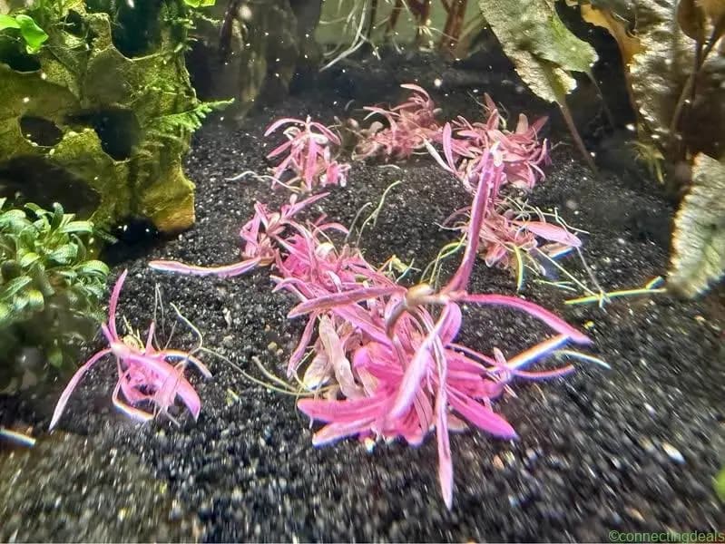 Hygrophila Chai