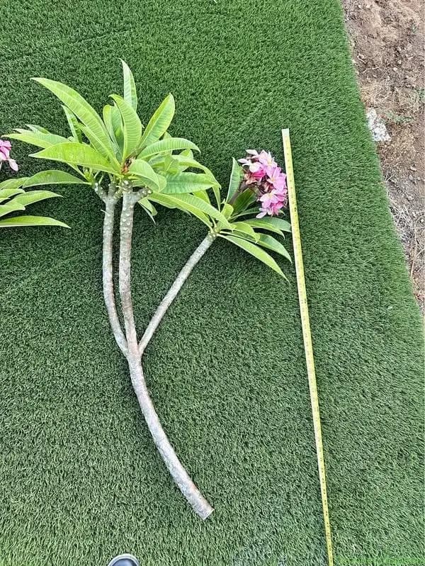 Pink plumerias - Image 1