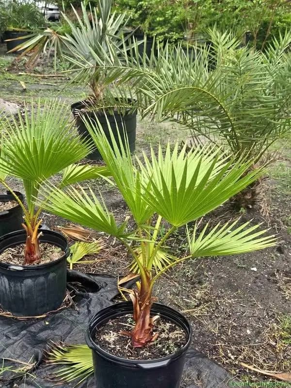 Washingtonia