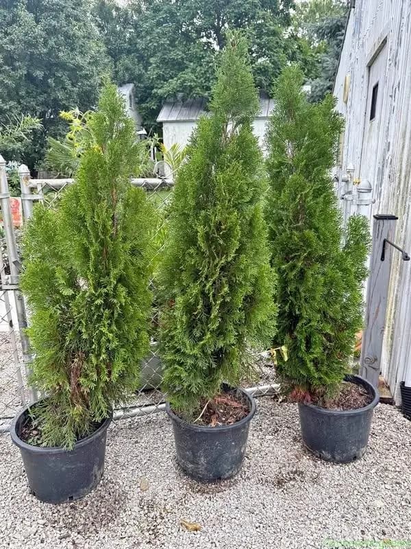 Arborvitae