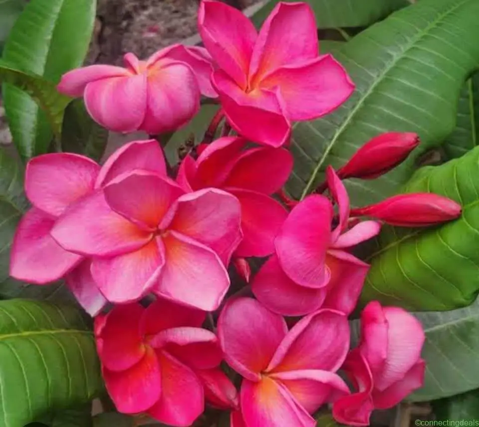 Plumeria rubra