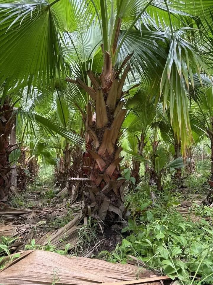 Washingtonia plants & trees available