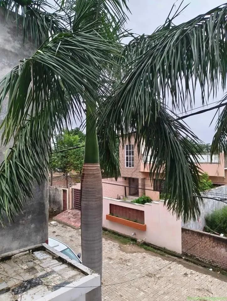 20 ft Mature 2 Royal Palm Tree for Sale for