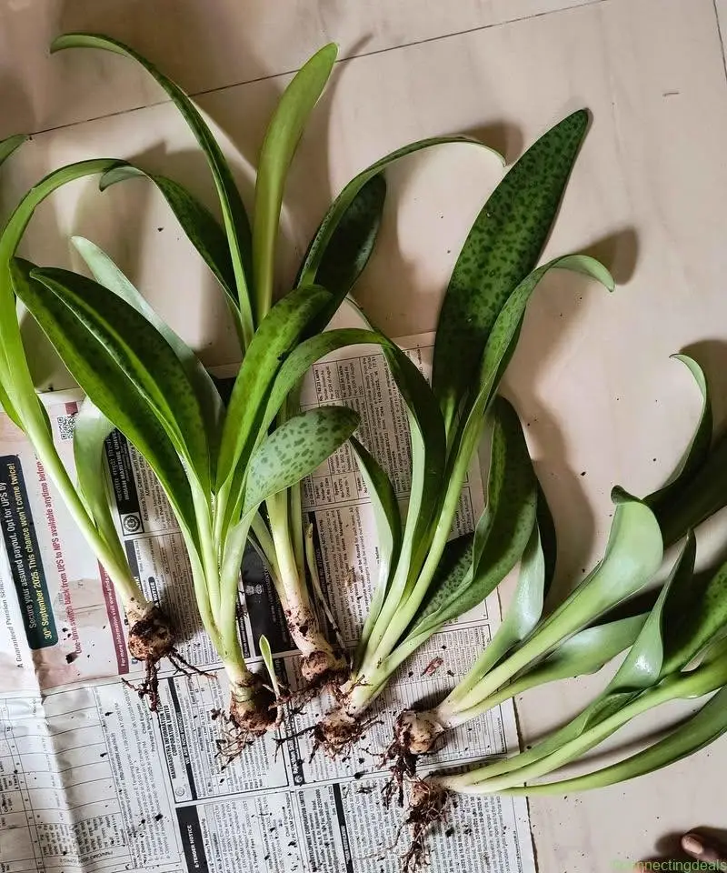 Ceramic Planters and plants - Image 1