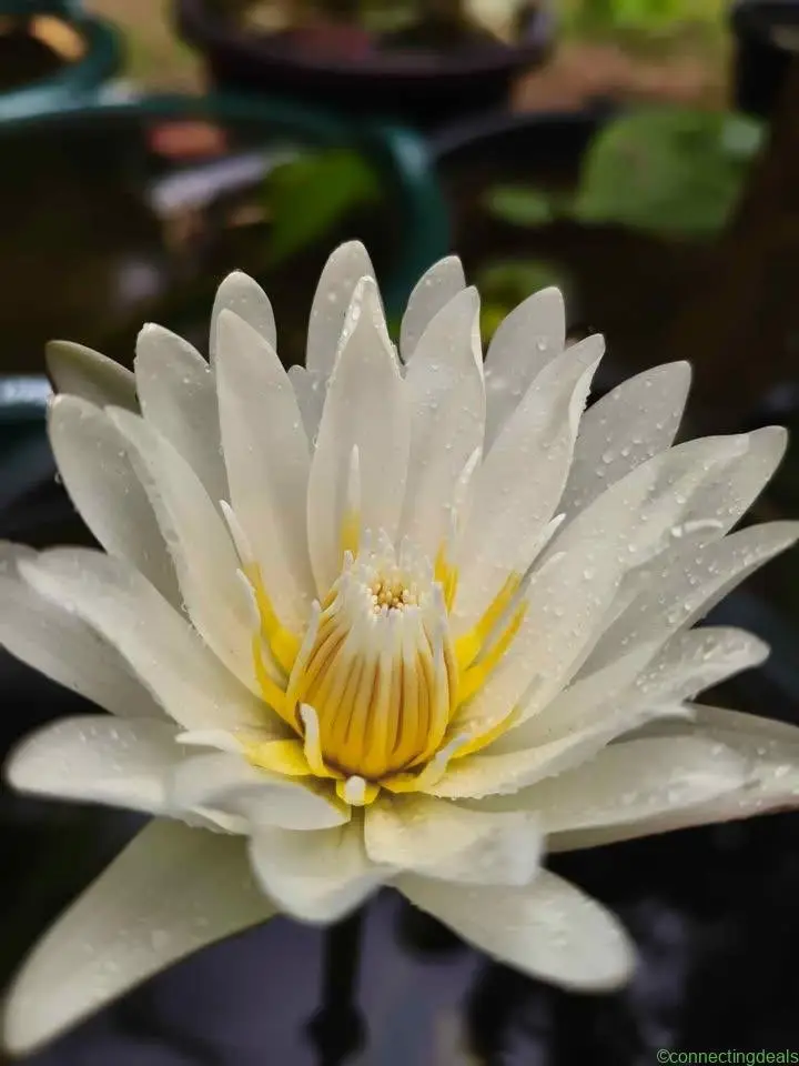 Lotus Tuber and Waterlillies
