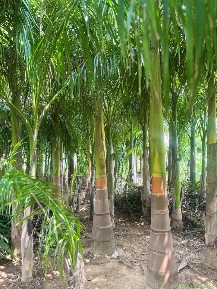 Bottle palm