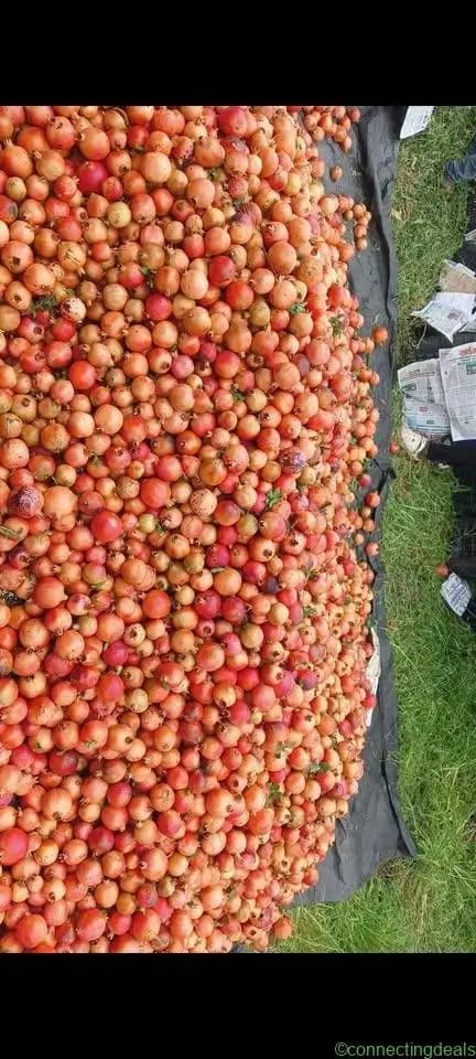 Pomegranate/Anar , fresh from the farm... export - Image 1
