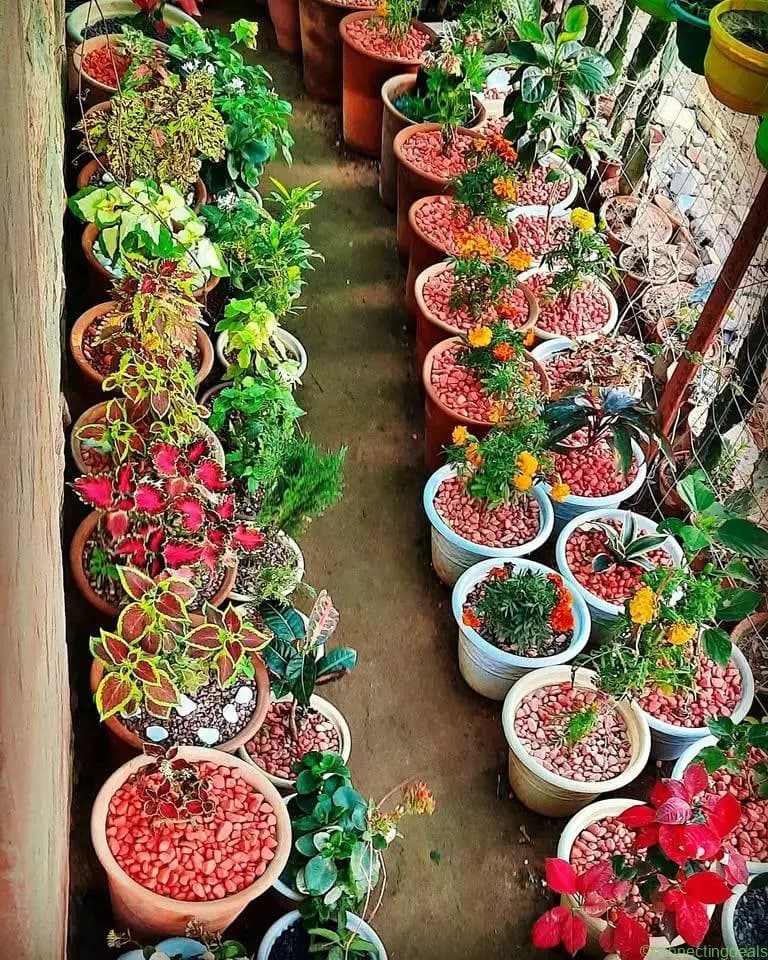 Potted Plants-Ready To Decorate Garden - Image 1