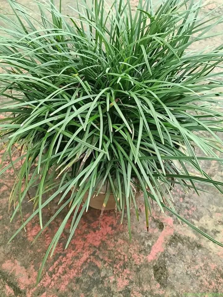 Mandi grass