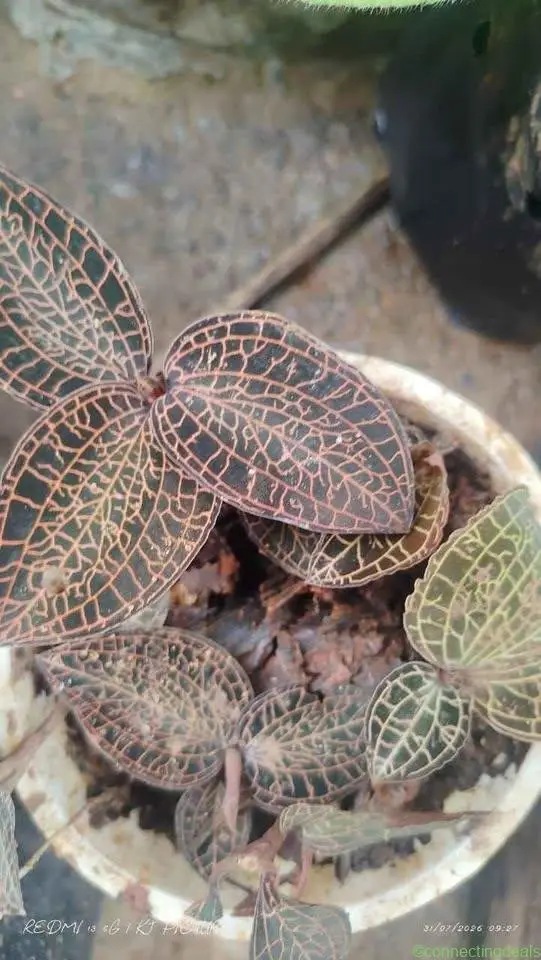 Nursery plant - Image 1