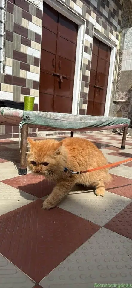 Cat - Image 1