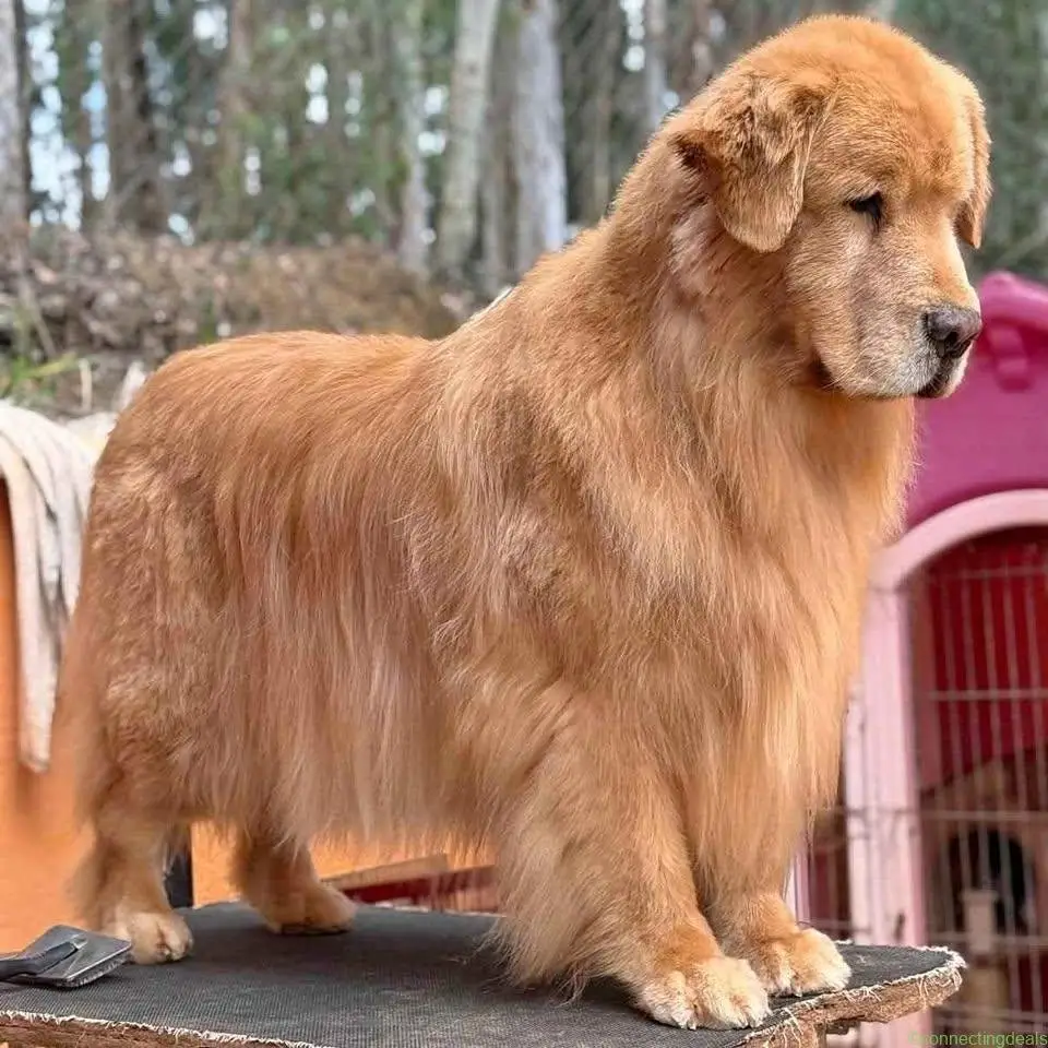 Urgent dog mating - Image 1