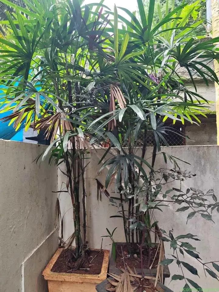 5 Feet raphis palm 2 pot - Image 1