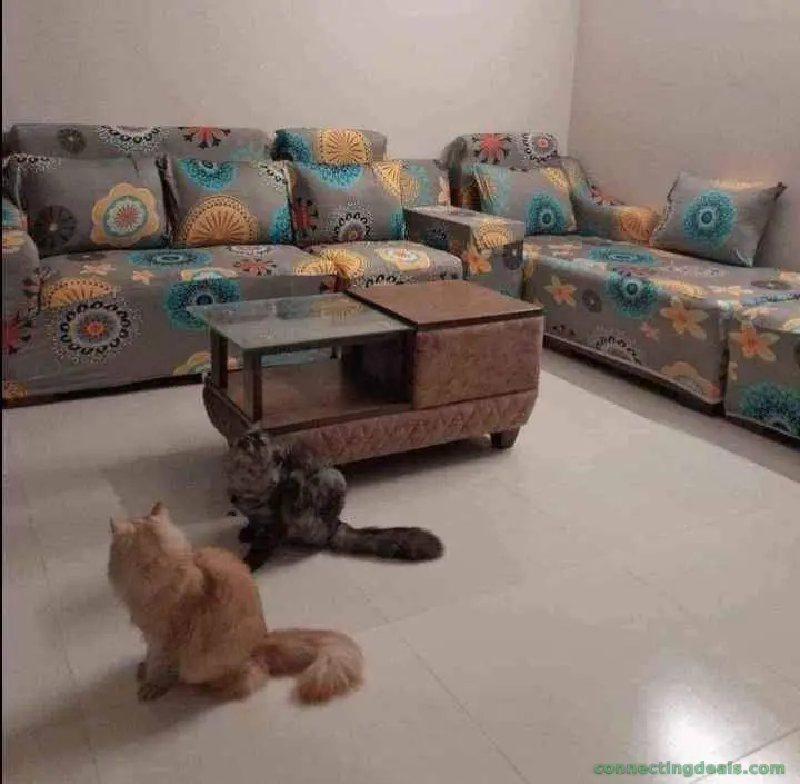 China sofa cover