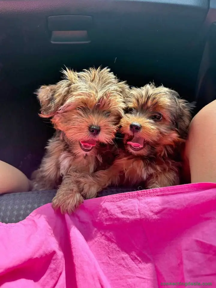 Yorkshire terrier