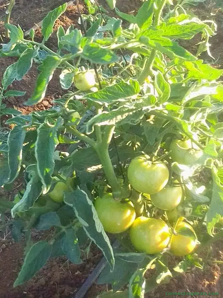 Land for rent for Horticulture farming and cattle