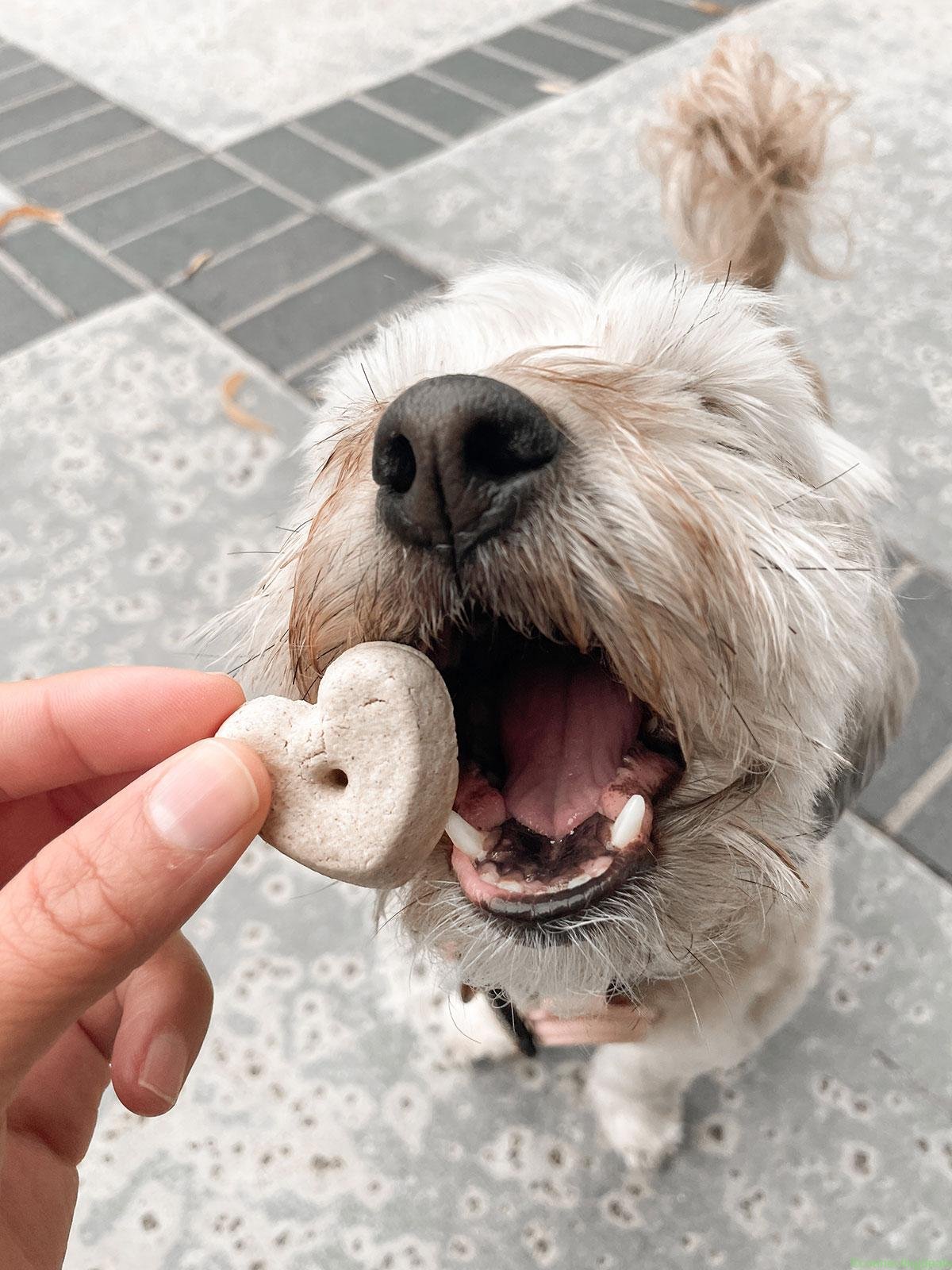 Shop the Canna-Pet Collection at BlackDahliaco