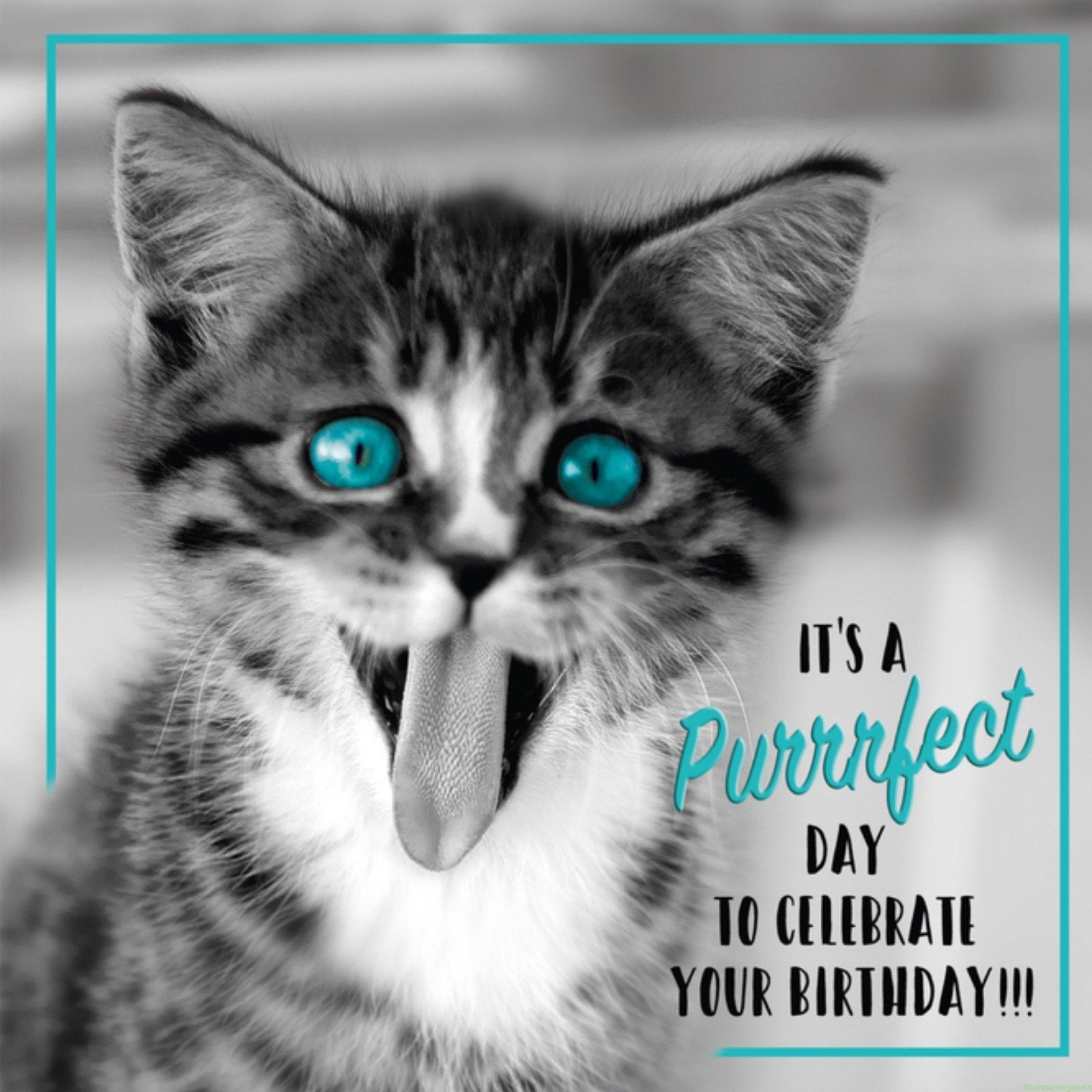 TMS Its a purrfect Large Square Card