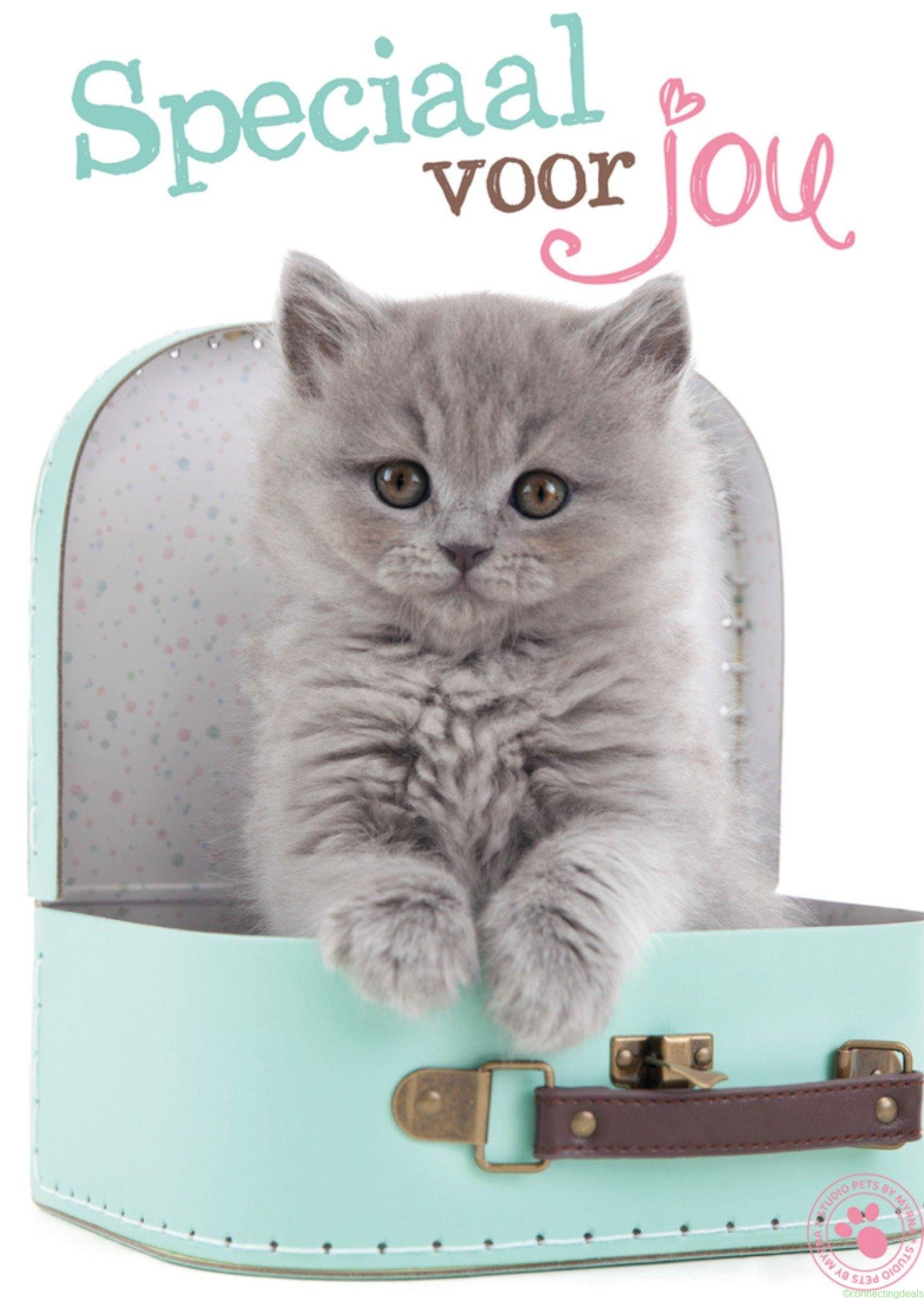 Studio Pets Vriendschapskaart kitten