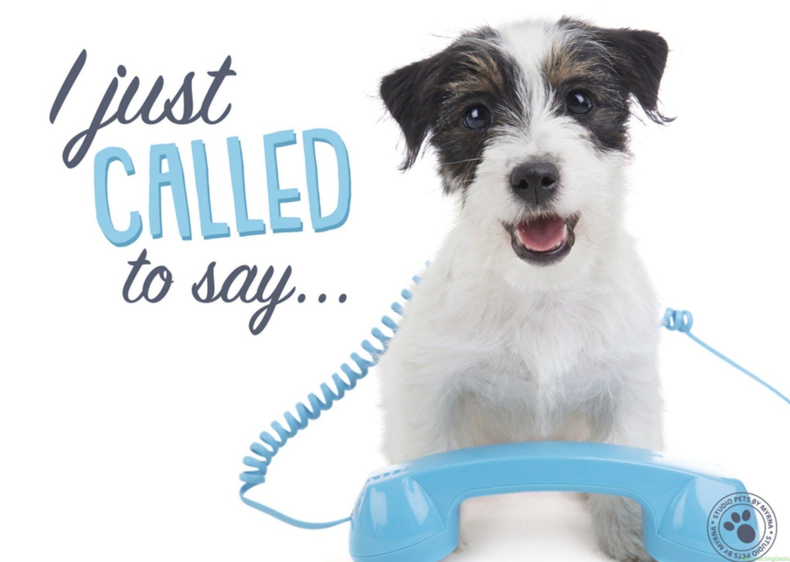 Studio Pets Zomaar kaart Dieren Standard