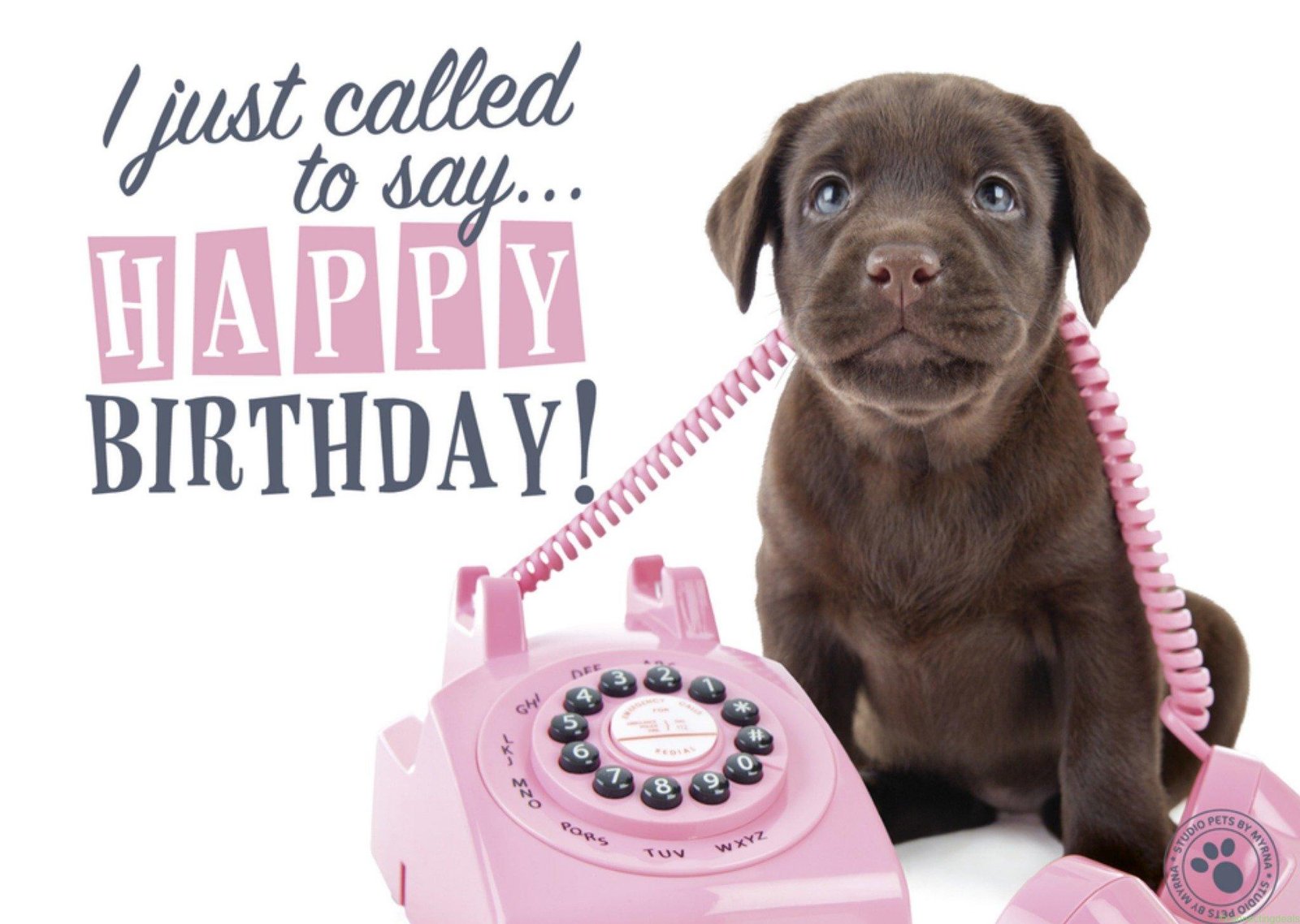 Studio Pets Verjaardagskaart Dieren Large Card