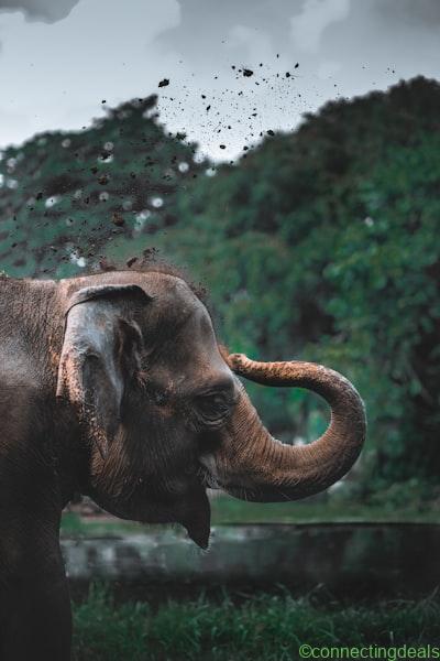 Double Bed with Storage – Teak Wood – Tadipatri