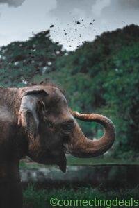 IKEA KALLAX 4x4 Shelving Unit – Lalitpur in Lalitpur