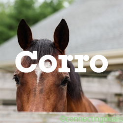 Corro Horse