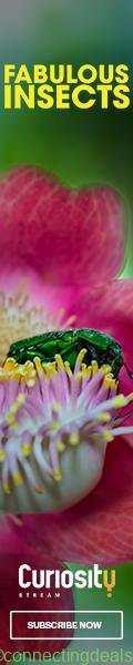 Fabulous Insects –