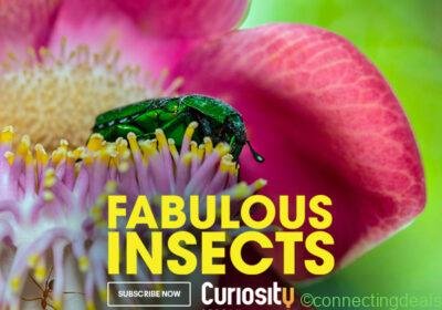 Fabulous Insects - in New York NY US
