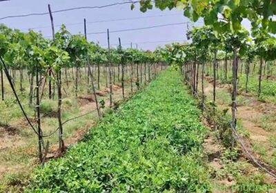 1 acre grape garden for sale in Hyderabad