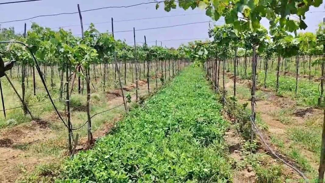 1 acre grape garden for sale