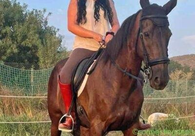 Free ad: Caballo troton frances in Madrid. Caballo troton frances in Madrid