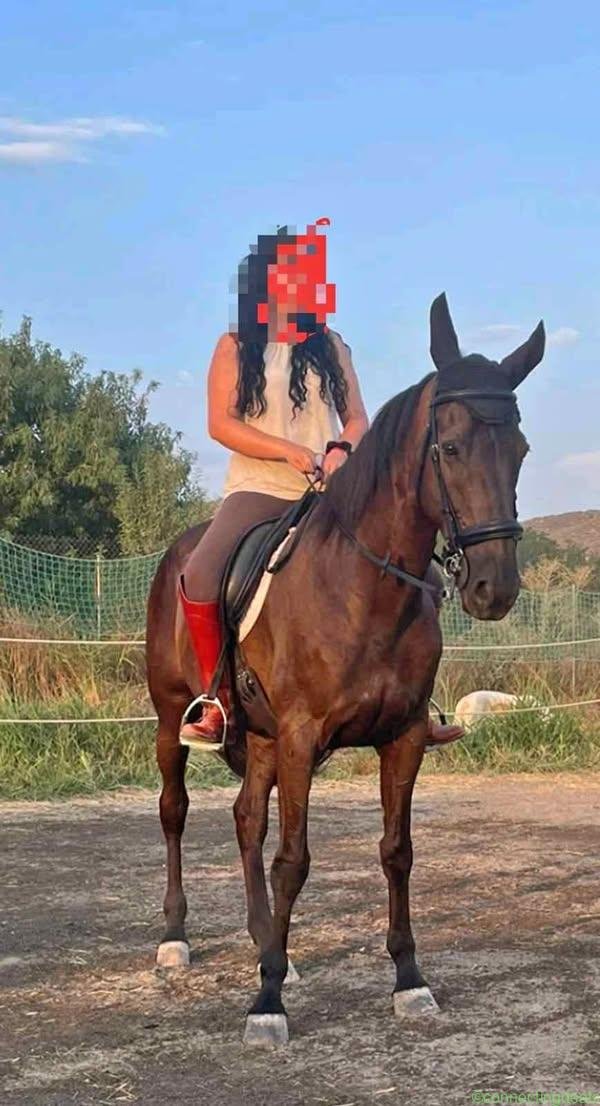 Caballo troton frances