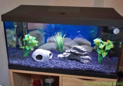 Fish tank in Glasgow